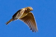 Eurasian Skylark (Alauda arvensis)